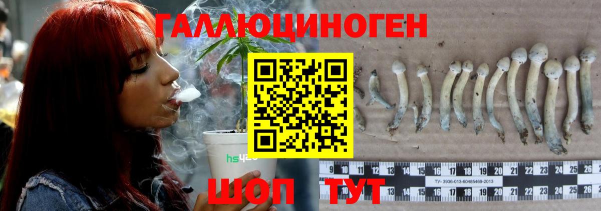 Заволжье  Псилоцибиновые грибы Psilocybine cubensis  Вход с VPN 